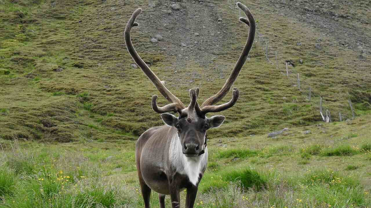 Iceland Ring Road Tour